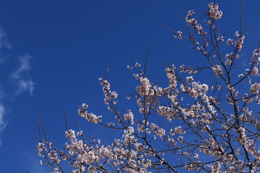 空の青に映える桜の花