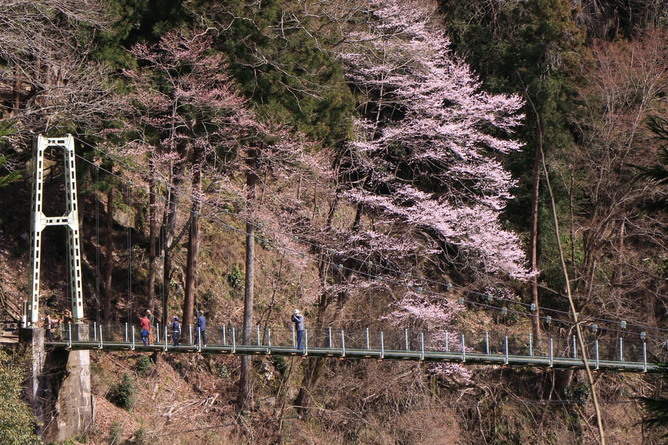 春を探しに吊り橋へ